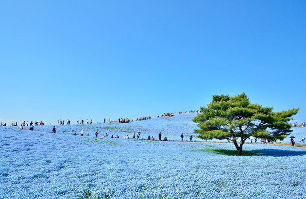 ひたちなか市 ネモフィラ(国営ひたち海浜公園)