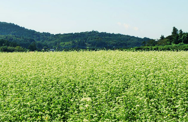 城里町 そば畑