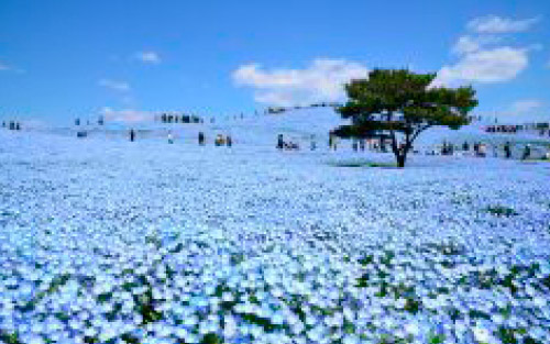 国営ひたち海浜公園