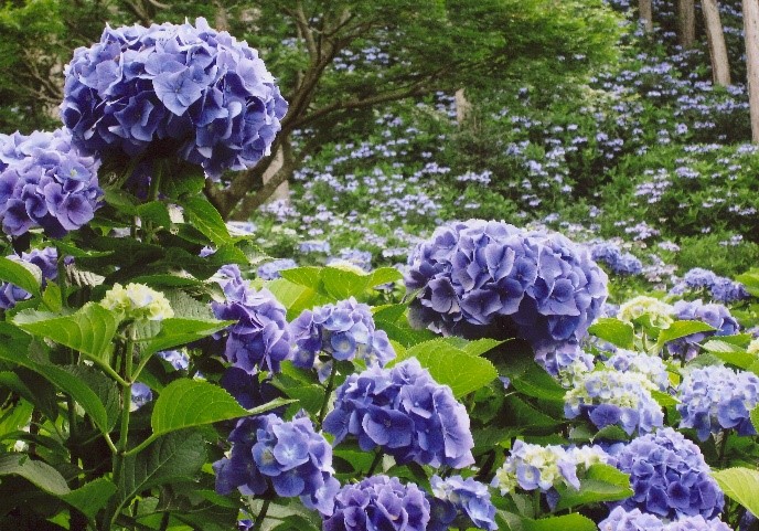 ひぬまあじさいまつり(茨城町)